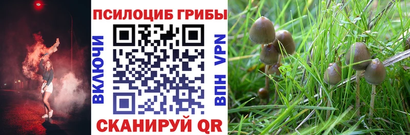 Псилоцибиновые грибы Psilocybe  где купить наркоту  Куровское 